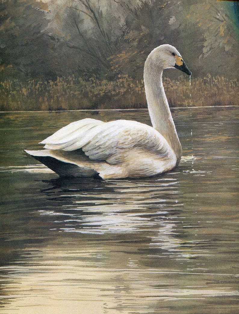 animals animal prints birds bird prints wildlife prints Bewick\u2019s Swan swan wildlife