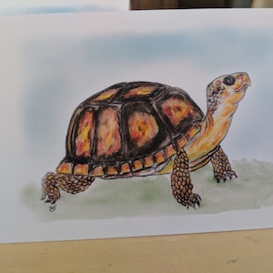 May include: A hand-drawn illustration of a turtle with a brown and orange shell, walking on a green background. The turtle is looking up with its head raised.