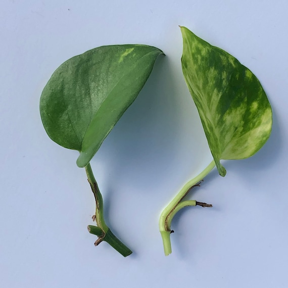 Golden Pothos Cutting - Money Plant - Devil's Ivy - Live Plant - Etsy