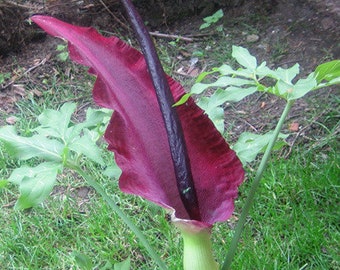 TWO voodoo lily plants dracunculus vulgaris plants Flowering voodoo Lily flower,lilly, amorphophallus Konjac,dragon plant,corpse flower