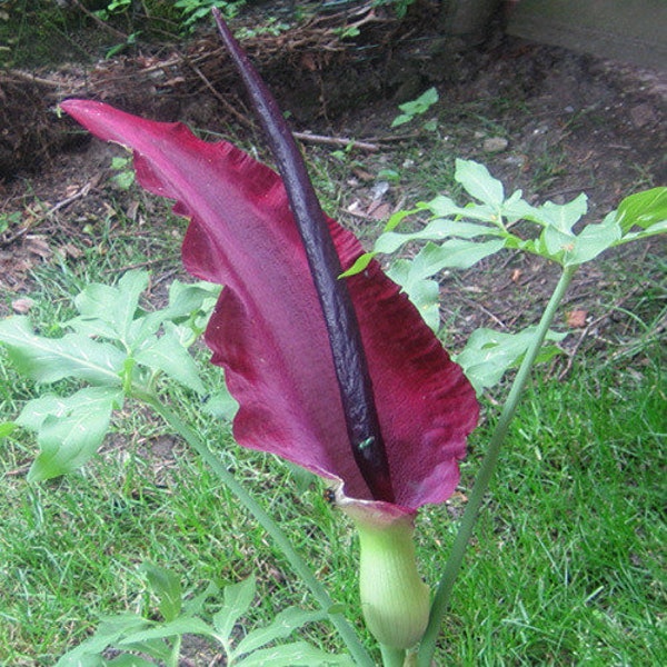 TWO voodoo lily plants dracunculus vulgaris plants Flowering voodoo Lily flower,lilly, amorphophallus Konjac,dragon plant,corpse flower