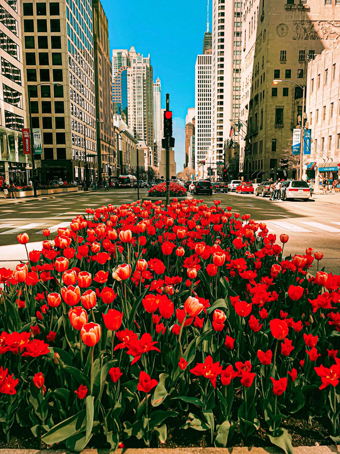 Chicago Tulips Michigan Avenue Magnificent Mile Chicago Etsy