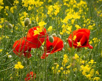 Canvas wall art - Poppies in the meadow 100cm x 75cm x 2cm