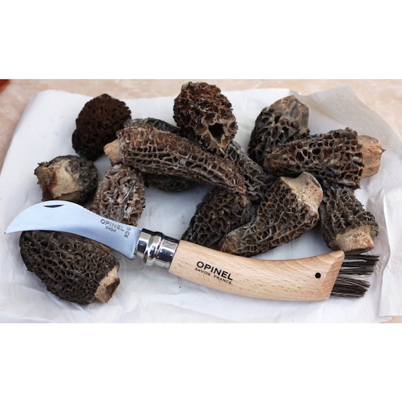 Opinel Mushroom Hunting Knife, Stainless Steel, Beech Wood, Boar's