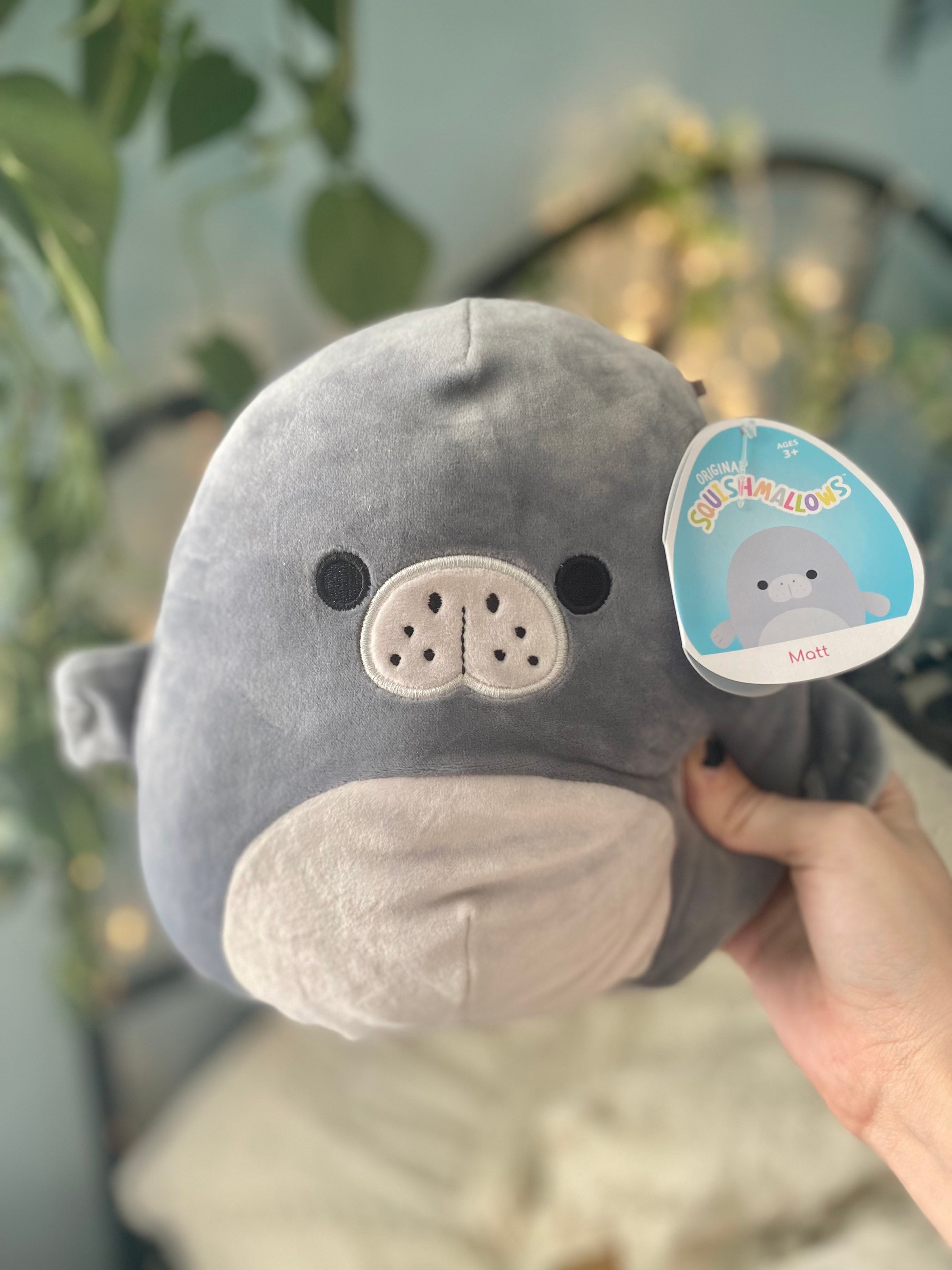 Matt the Manatee Squishmallow 8 Etsy