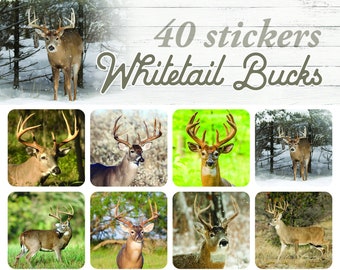 Whitetail Bucks Stickers #83789
