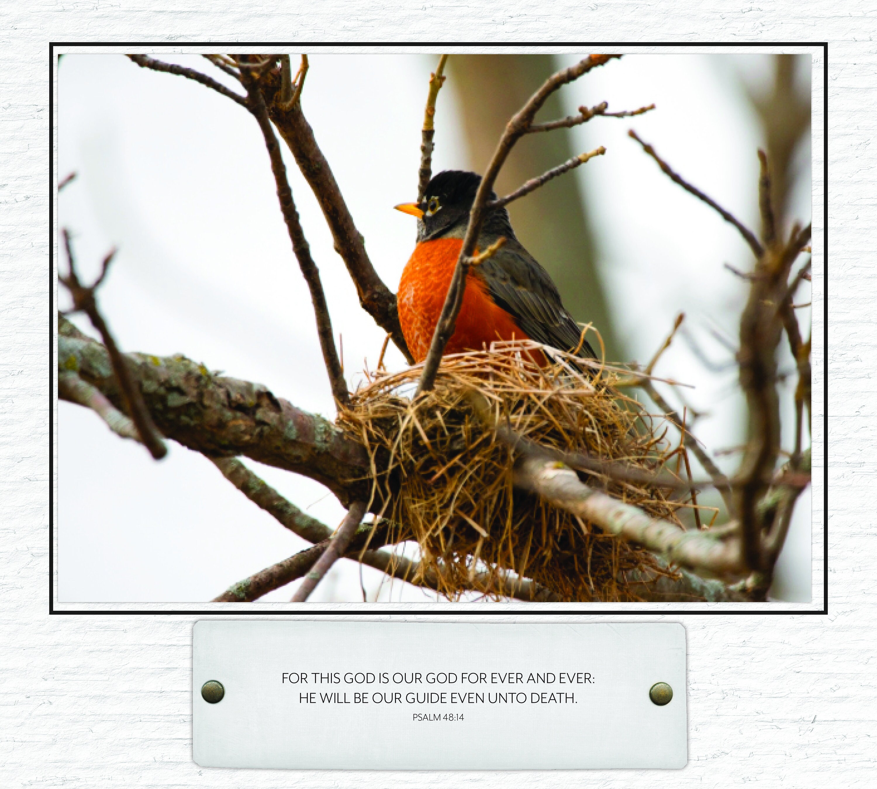 Simple Faith Backyard Birds Calendar 2024 83994 Etsy