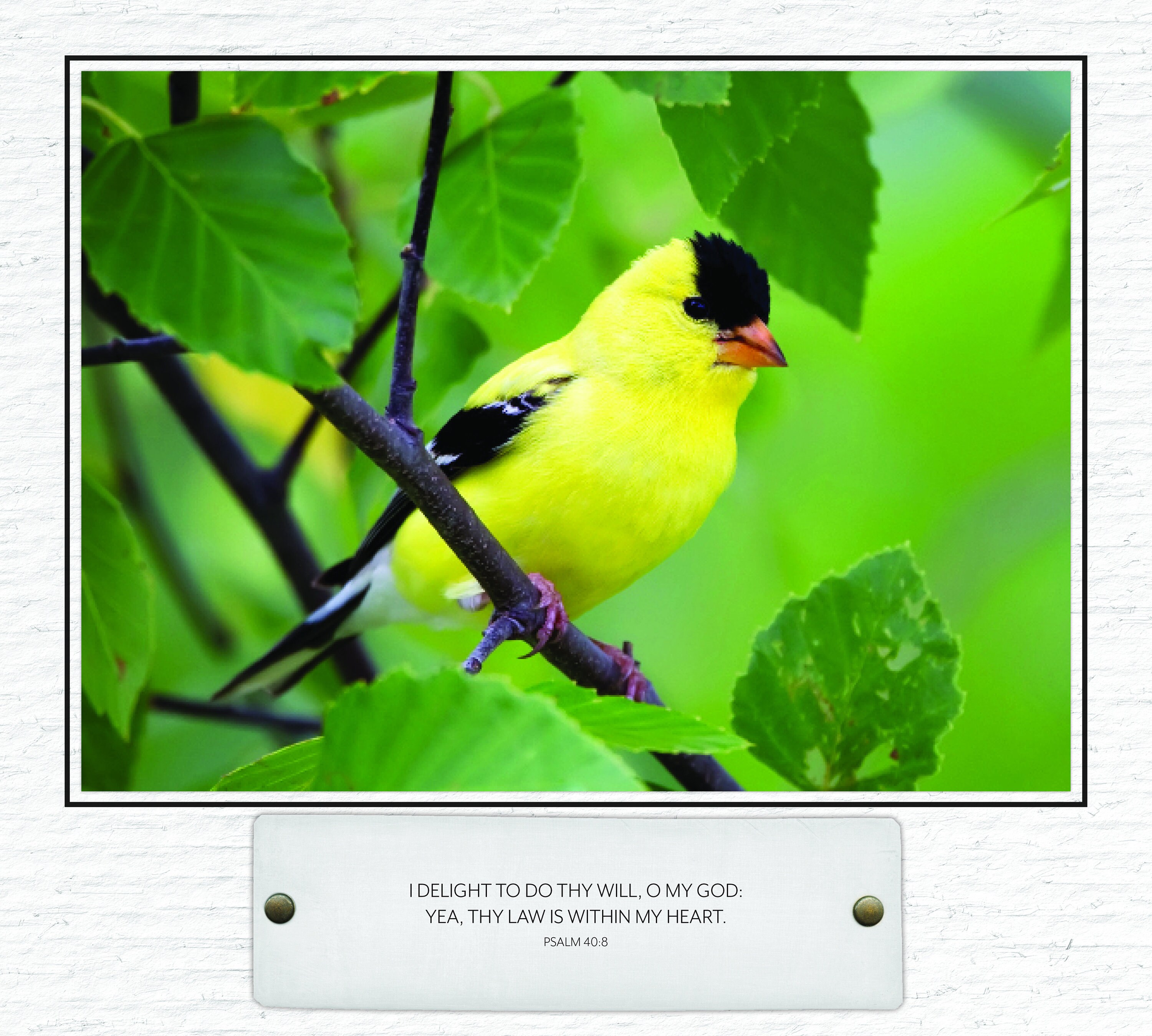 Simple Faith Backyard Birds Calendar 2024 83994 Etsy