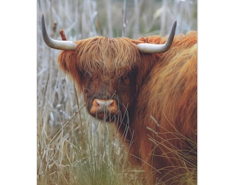 Highland Kuh Poster | Majestätisch Farm Tier Portrait, Matte Finish Druck