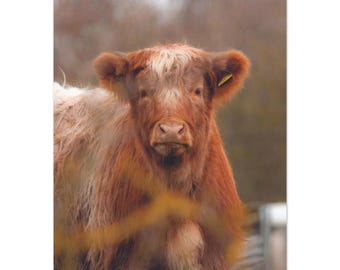 Highland Kuh Kalb Portrait Poster | Niedliche Scottish Cattle Farmhaus Kinderzimmer Wandkunst