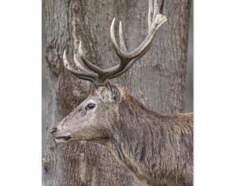 Hirsch Baum Mischung Wildtiere Kunst Poster | Natur Fotografie Druck