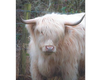 Hochland Kuh Portrait Poster | Rustikale Bauernhaus-Wandkunst, Foto der natürlichen Schönheit