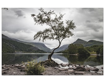 Einsame Birke Baum Kunstdruck – Llyn Padarn Landschaft, Nordwales VAS