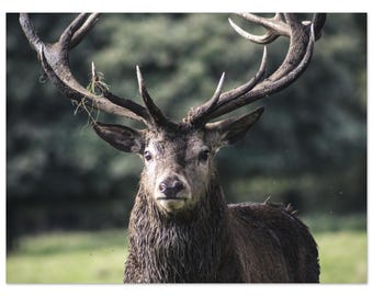 Majestätisches Schlamm-Hirsch Poster - VAS