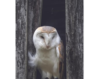 Schleiereule-Foto-Druck