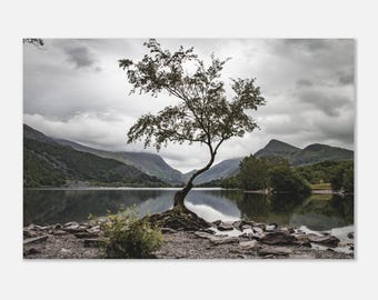 Llyn Padarn Birke Baum Fotodruck