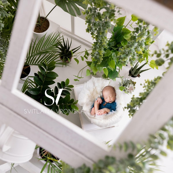 Newborn Digital Backdrop a Look in to Botanical Garden Newborn Digital Background Newborn Photo Backdrop Greenhouse Background