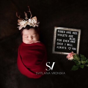 Newborn Digital Backdrop Pink Rose on a Dark Backdrop Newborn Digital Background