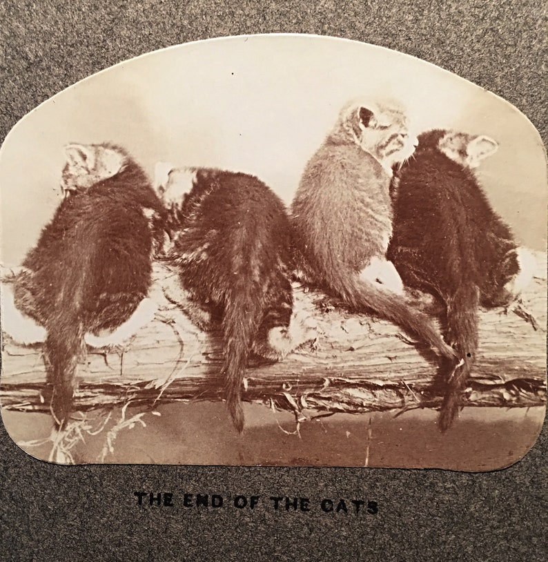 Antique Catskill Mountains Vintage Photograph Souvener a very rare Catskill Collectible Vintage 1900 Catskill CATS Souvenir