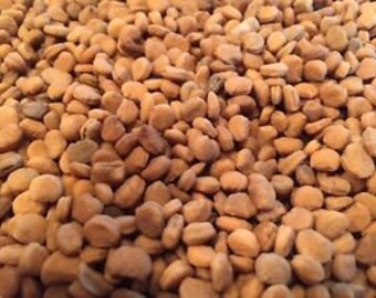 American ginseng seed 2100 seed.