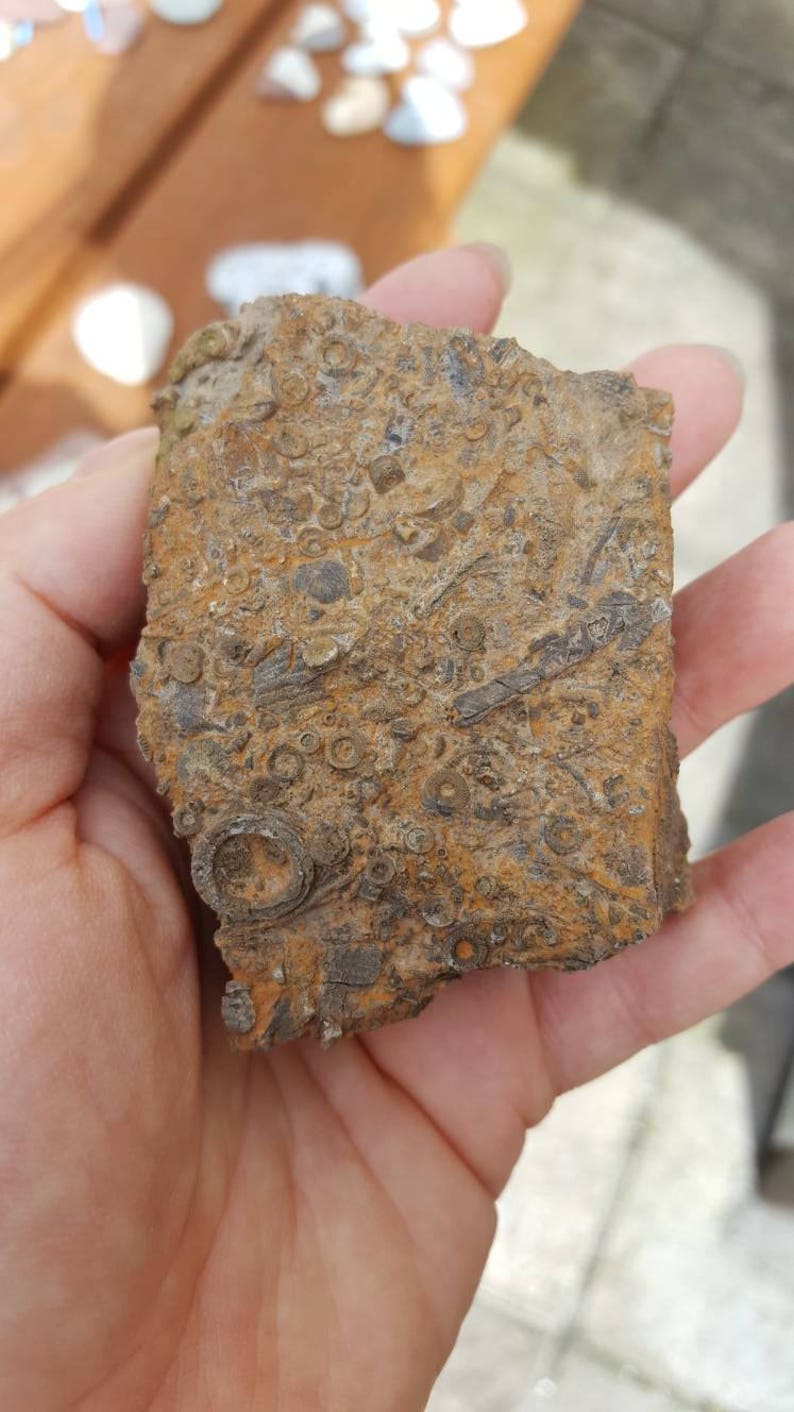 Large fossils collection Irish fossils Gortdrum Mine three Etsy