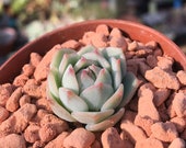 Echeveria derenbergii live dwarf succulent plant