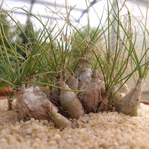 Albuca polyphylla bulb