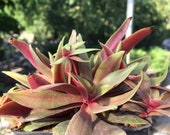 Crassula orbicularis var. rosularis large live succulent plant