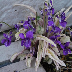 Viola mandshurica 'Fuji Dawn' 5 seeds