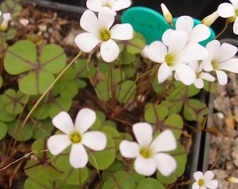 Oxalis decaphylla extremely rare 1 bulb