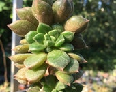 Echeveria cv La Reforma