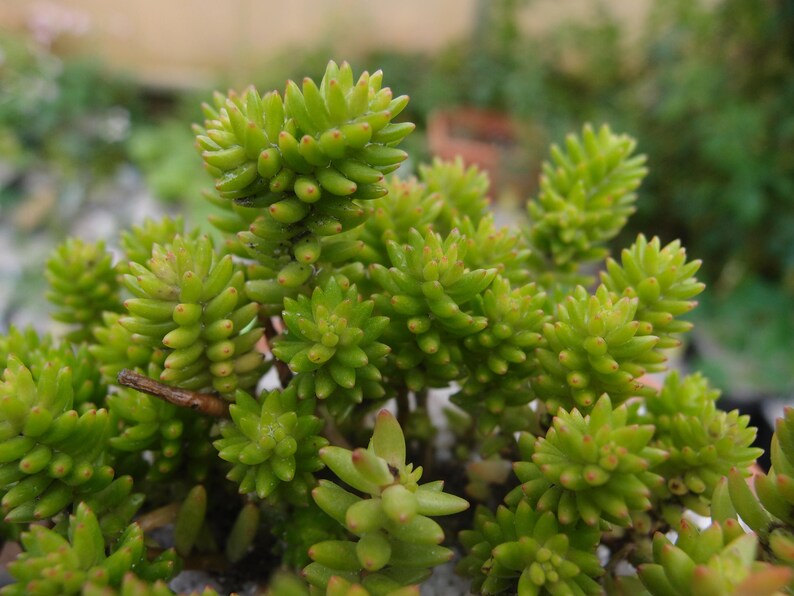 live succulent plant Cotyledon batesii Villadia batesii