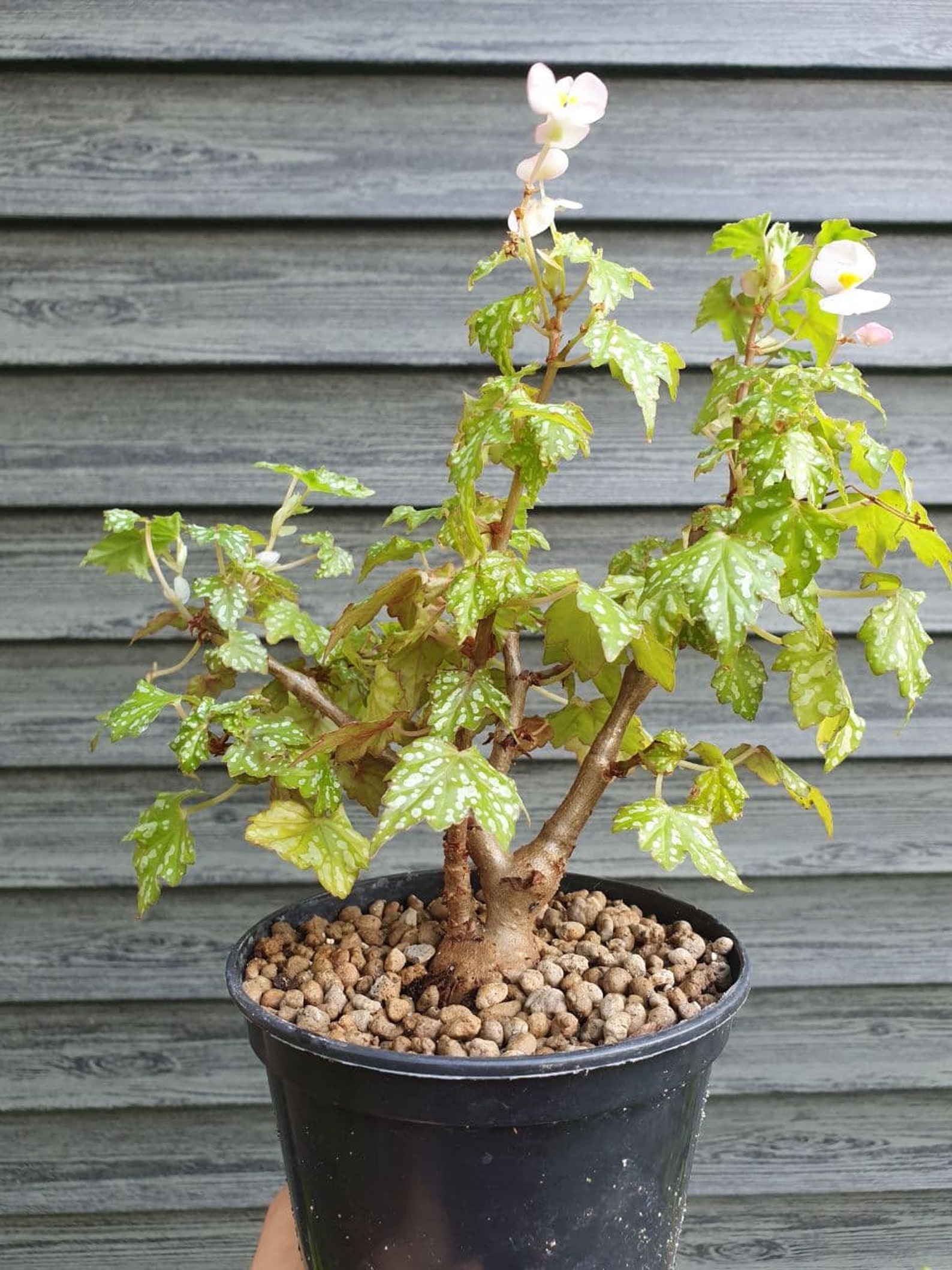 Begonia dregei 'Shepherdii' live caudex large plant Etsy