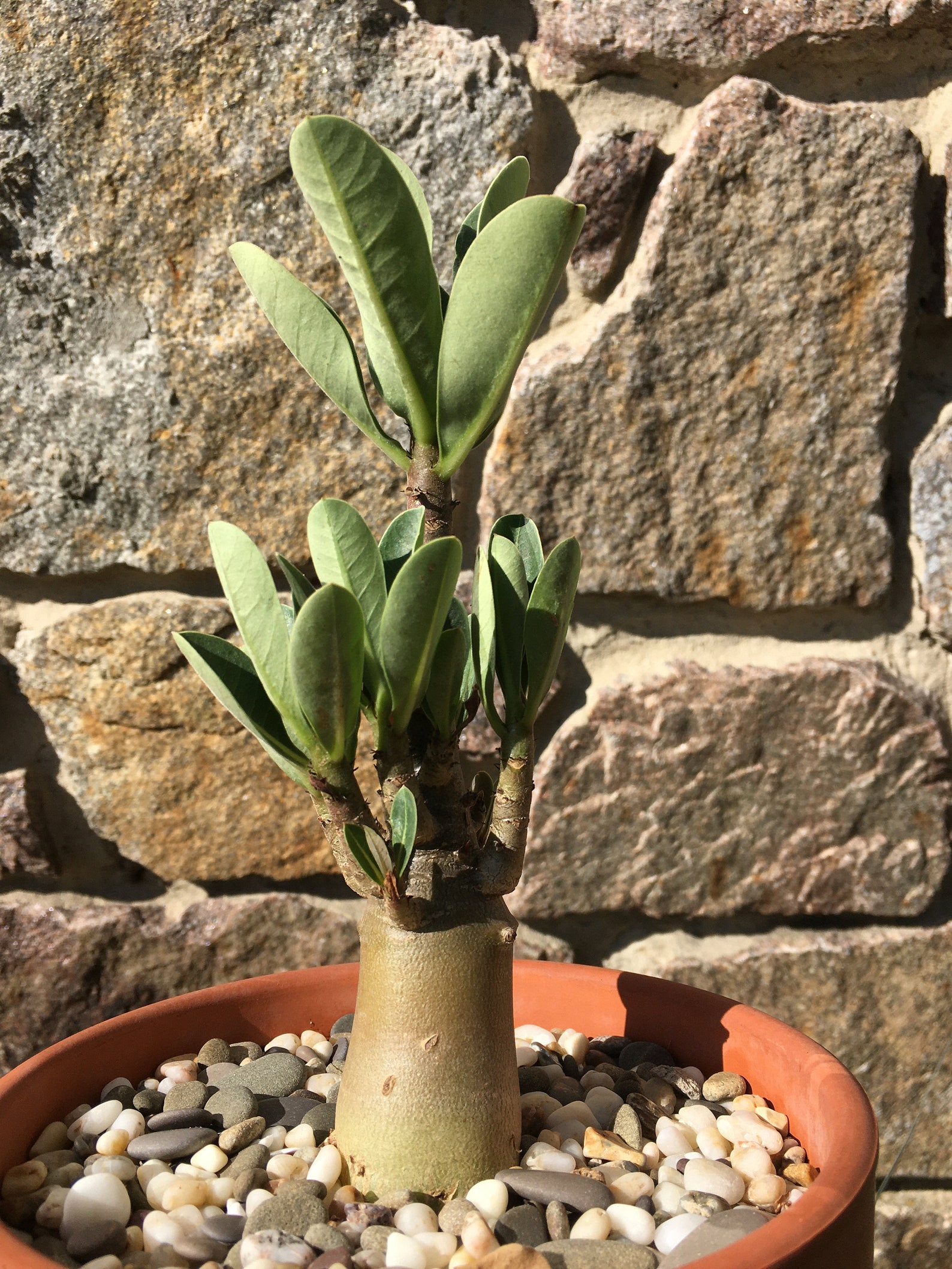 Adenium Arabicum live succulent caudex plant Etsy