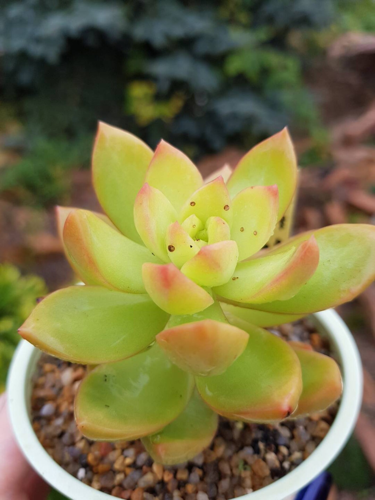 Sedum adolphii Golden Glow Golden Sedum live | Etsy