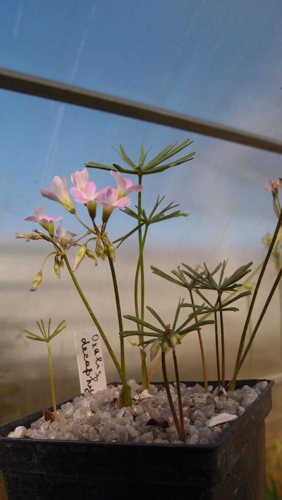 Oxalis decaphylla extremely rare 1 bulb