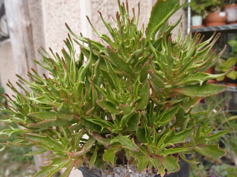 Kalanchoe �Green Spider� live succulent plant Etsy