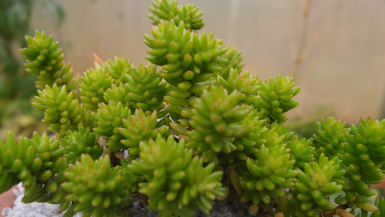 live succulent plant Cotyledon batesii Villadia batesii