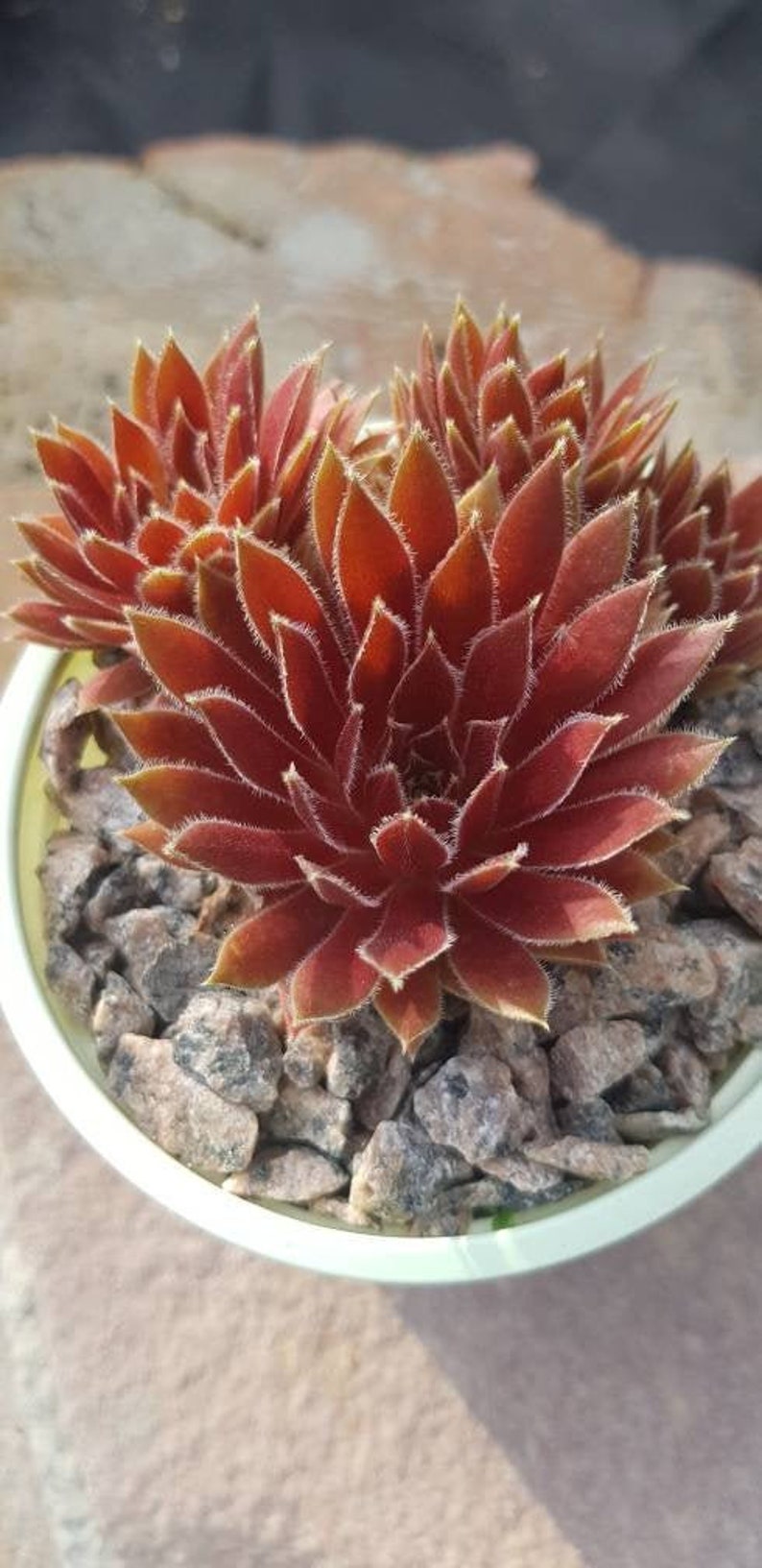 Sempervivum �Red Ace� live succulent plant Etsy