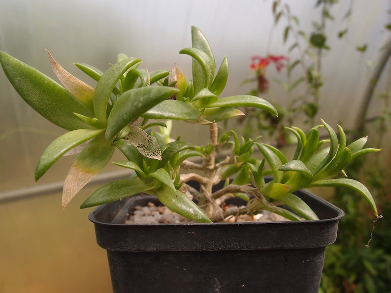 Sceletium tortuosum live succulent plant