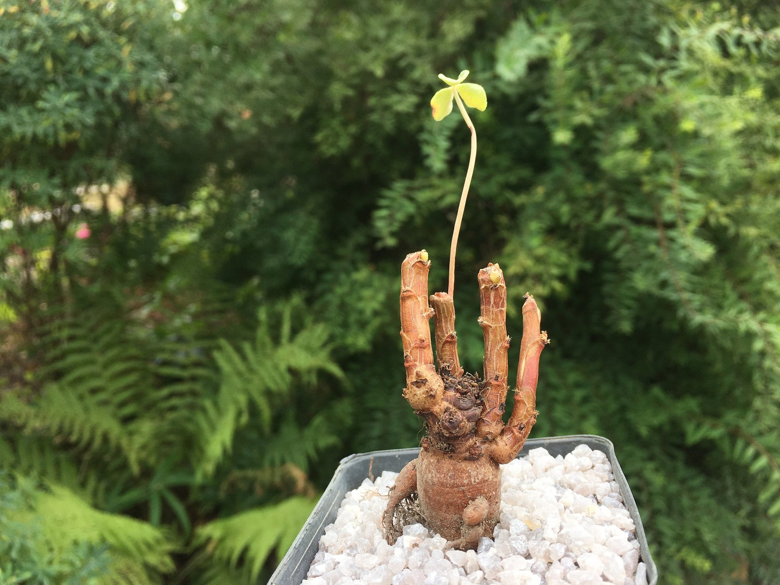 Oxalis Megalorrhiza Rare Live Caudex Succulent Plant Etsy
