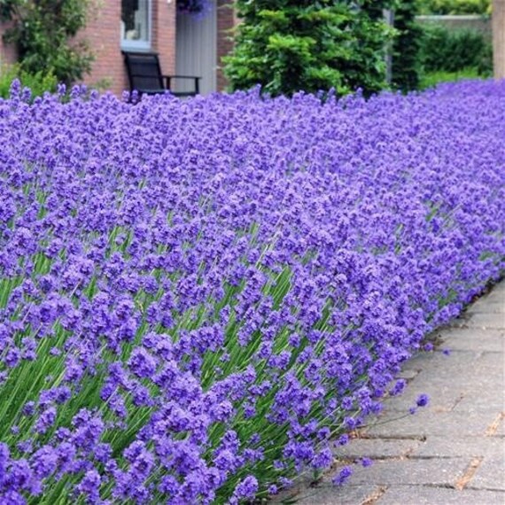 Blue Lavender lavandula Angustifolia Hidcote 10 Seeds Etsy