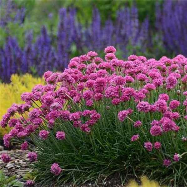 Armeria maritima 10 Samen