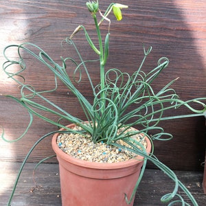 Albuca spiralis live plant bulb