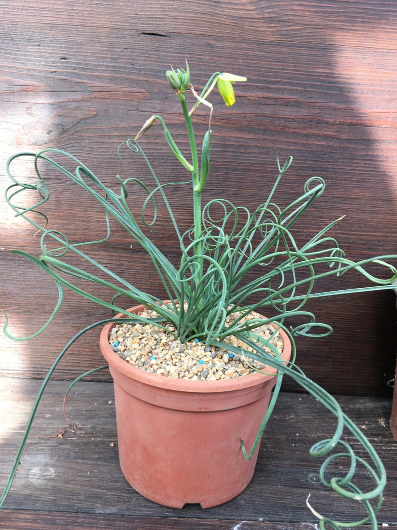 Albuca spiralis live plant bulb Etsy