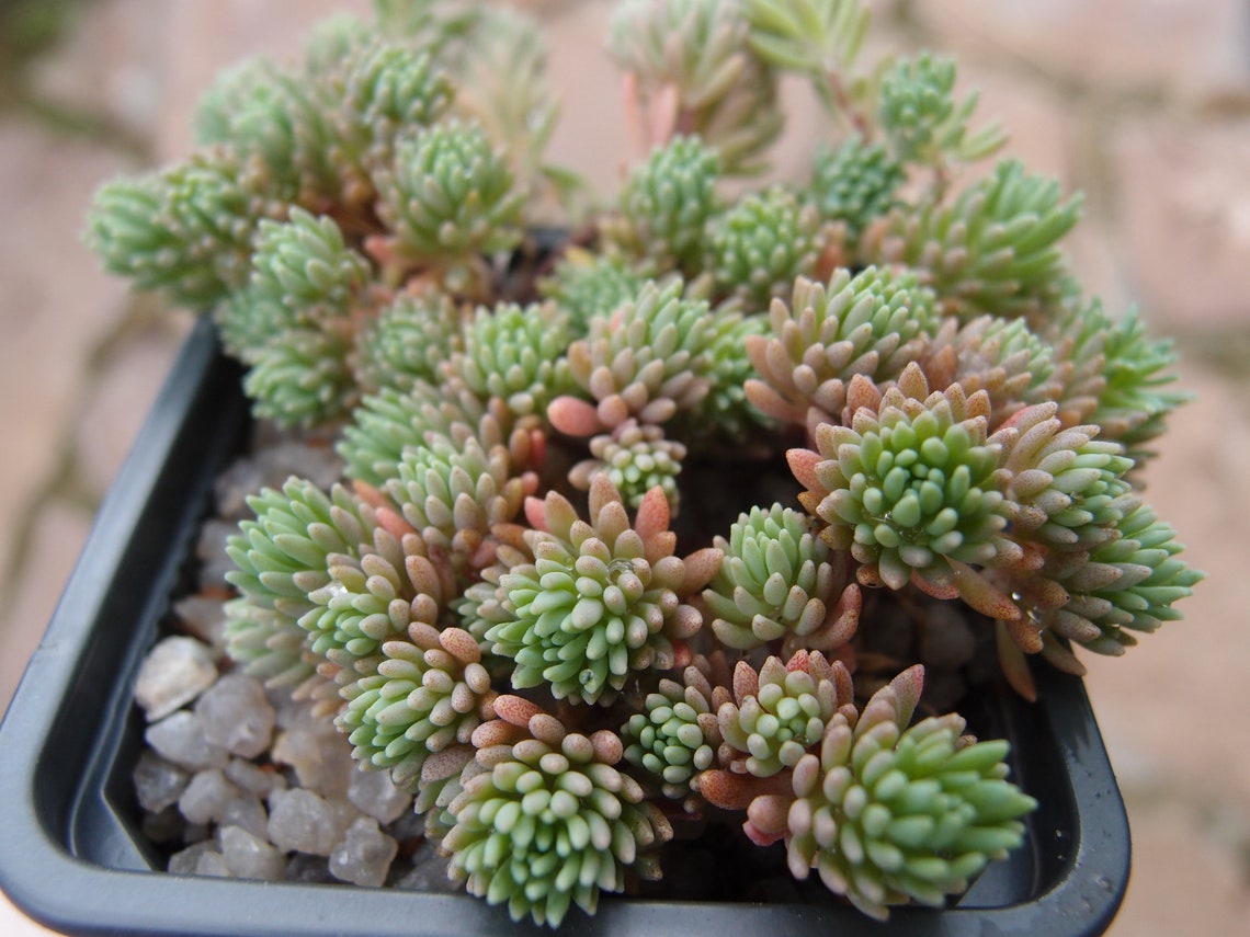 Sedum Nevii Silver Frost Succulent Plant 20 Seeds Etsy