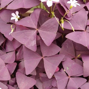 Oxalis decaphylla extremely rare 1 bulb