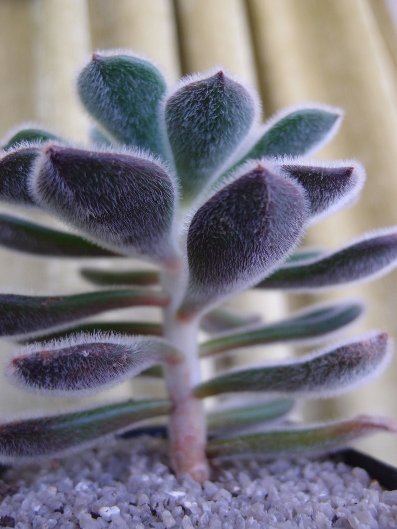 Echeveria 'Doris Taylor' Woolly Rose live succulent Etsy