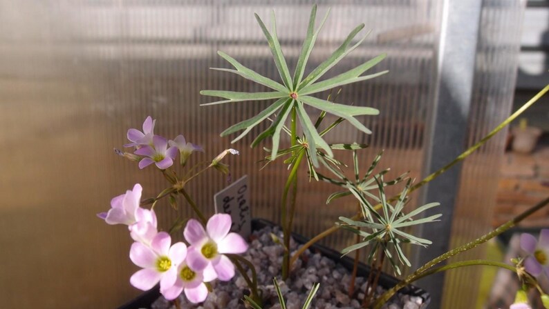 Oxalis decaphylla extremely rare 1 bulb