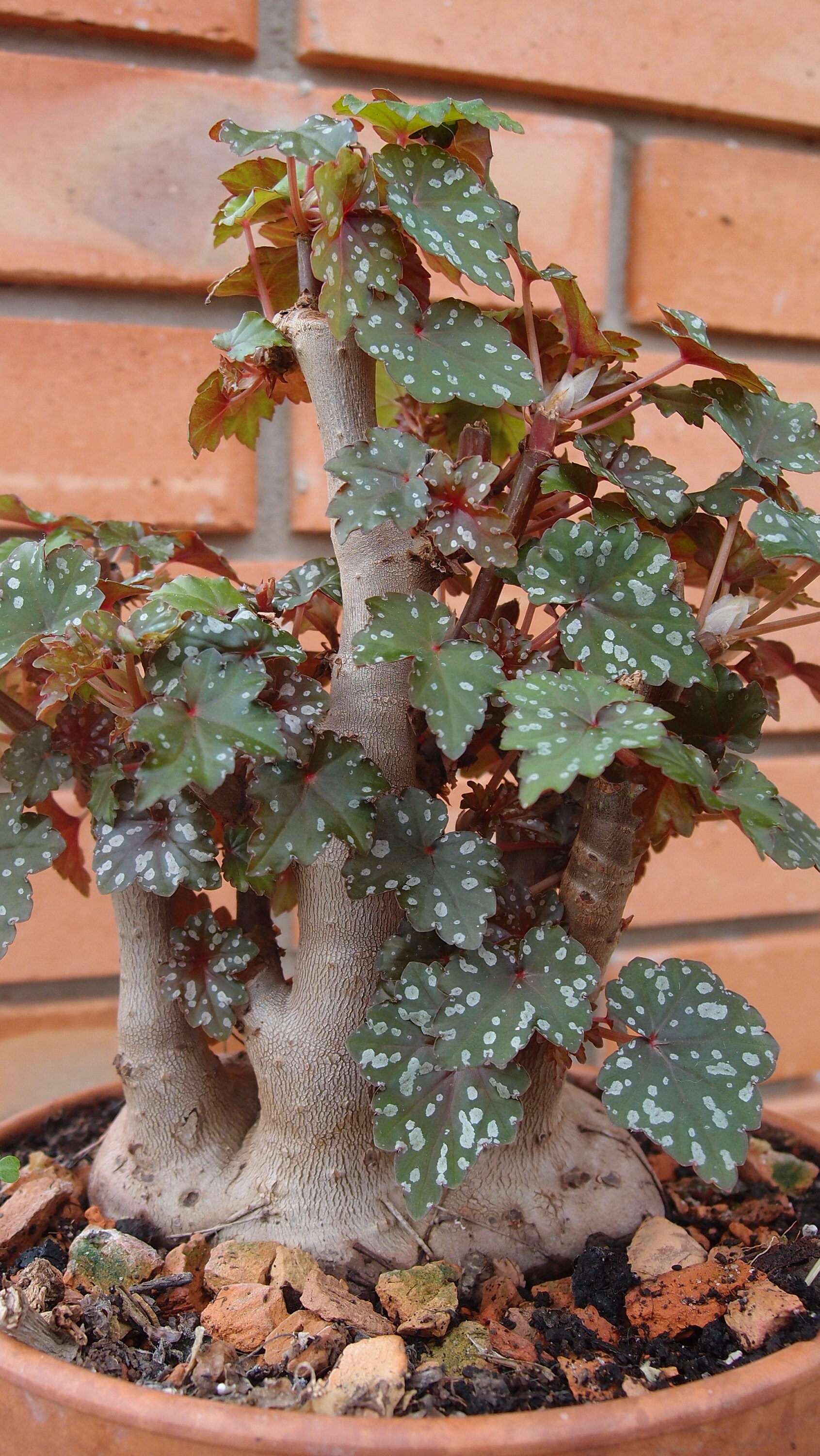 Begonia Dregei Seeds Etsy Canada